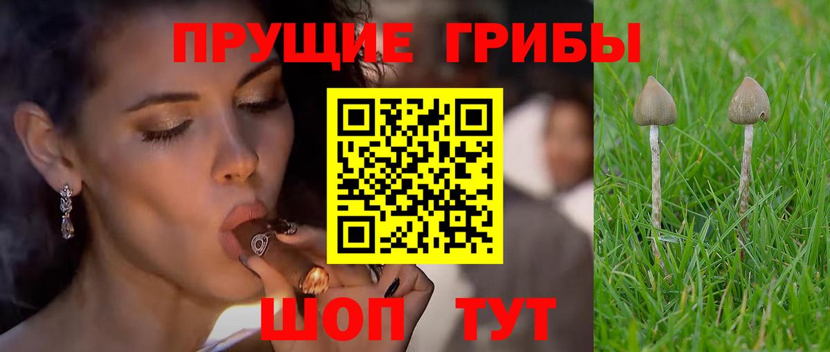 Псилоцибиновые грибы Psilocybe  Вход с VPN  Великий Устюг 